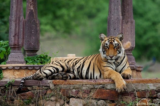 Luxury Rajasthan Tour with Tigers